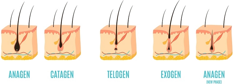 faza wzrostu włosa